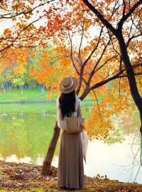 西安小眾賞秋秘境浐灞濕地公園銀杏打卡攻略