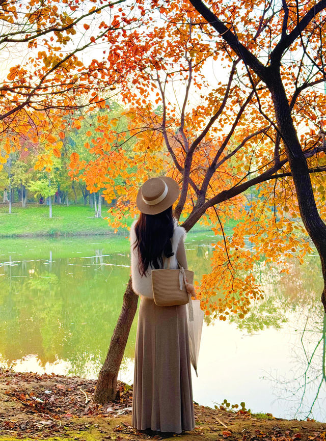 西安小眾賞秋秘境浐灞濕地公園銀杏打卡攻略