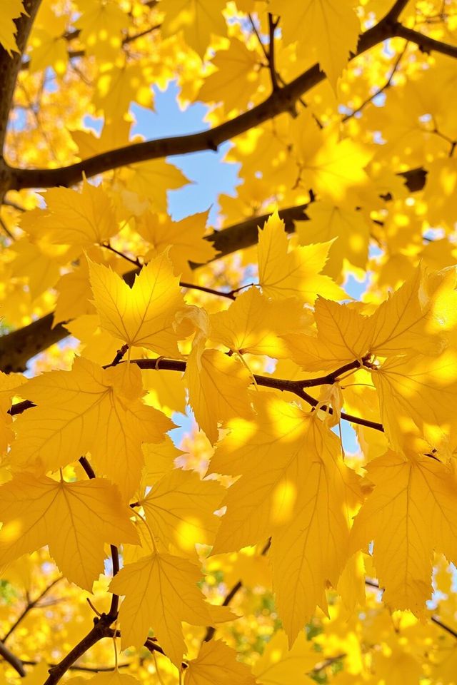 甘肅秘境預警比九寨更美嘅小彩林被我搵到喇