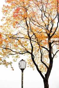 南京的樹正在刷屏