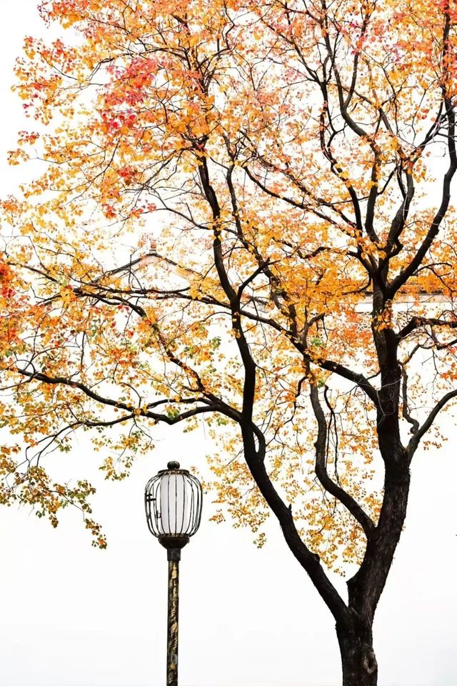 南京的樹正在刷屏