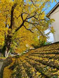 紅葉指南村！這片銀杏林美到犯規
