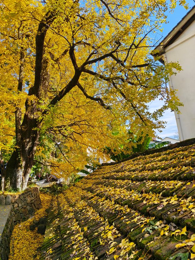 紅葉指南村！這片銀杏林美到犯規