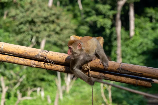 西雙版納遇“土匪猴”!零食差點被搶光 西雙版納遇“土匪猴”!零食差點被搶光
