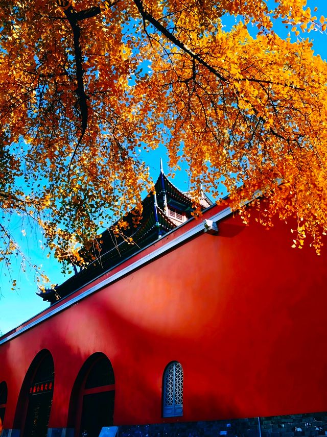 故宮同款銀杏紅牆南京版鼓樓公園