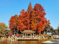 南京絕美銀杏大道曝光金色童話輕鬆get