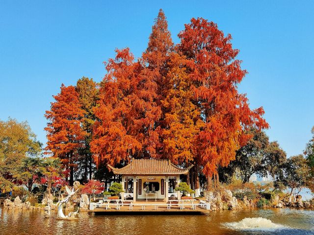 南京絕美銀杏大道曝光金色童話輕鬆get