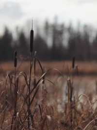 未霜先寒青雲畔，暖居藏韻禦冬涼