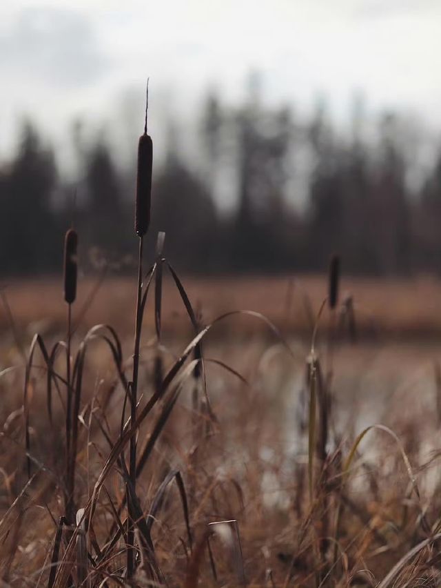 未霜先寒青雲畔，暖居藏韻禦冬涼