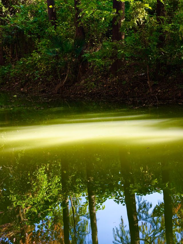 秋色滿園絕美倒映