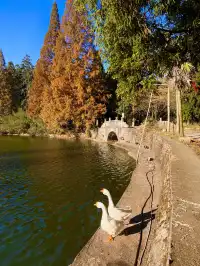 南昌周邊|九江雲居山的千年銀杏 滿樹金黃