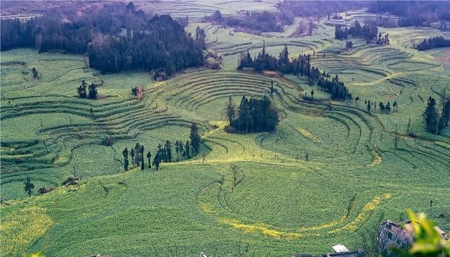 《國家地理》沒騙我羅平螺絲田真的和宣傳圖一樣美!冬春限定 《國家地理》沒騙我羅平螺絲田真的和宣傳圖一樣美!冬春限定