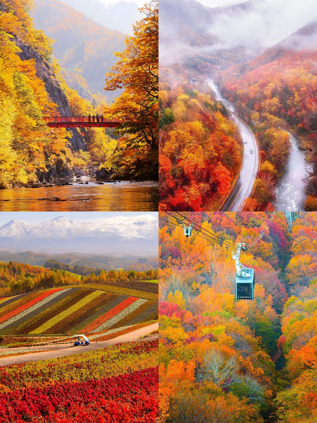 北海道定制遊秋冬天花板！懶人出遊巨省心