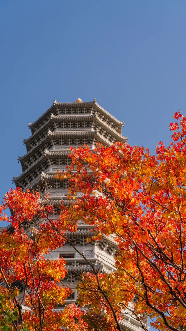 全屏封神 | 理想的秋天,就該這樣熱烈 全屏封神 | 理想的秋天,就該這樣熱烈