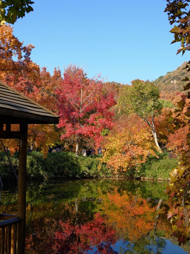 一場秋風,將天平山染成了汴州 一場秋風,將天平山染成了汴州