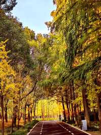 崇明島明珠湖｜秋日私藏的金色童話秘境！