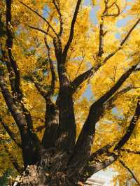 清晨8點,我拍到了樹的呼吸聲!