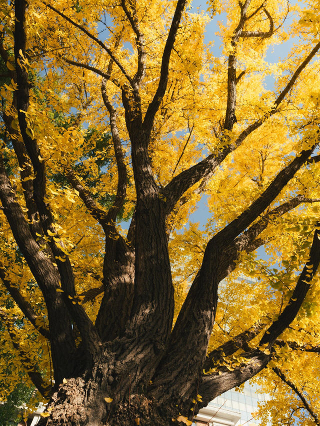 清晨8點,我拍到了樹的呼吸聲! 清晨8點,我拍到了樹的呼吸聲!
