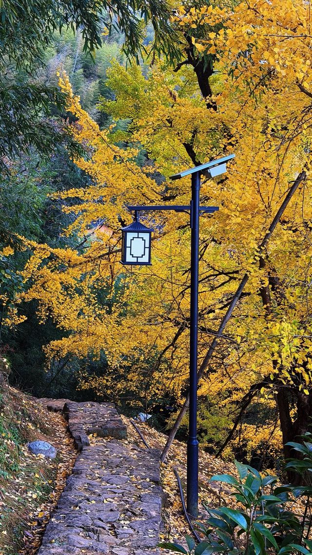 銀杏樹下慢時光,德化丁榮村 銀杏樹下慢時光,德化丁榮村