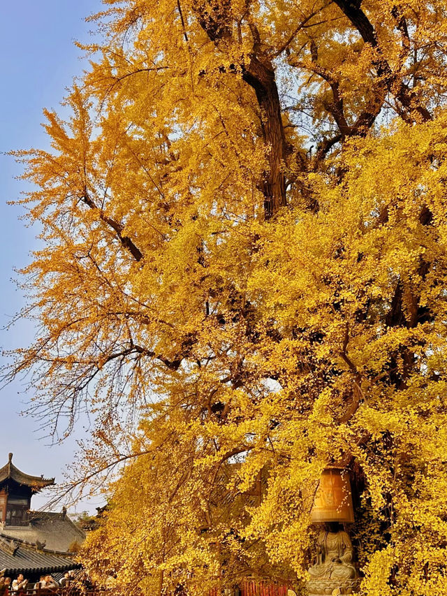 古觀音禪寺千年銀杏探秘 | 終南山下秋日禪心之旅 古觀音禪寺千年銀杏探秘 | 終南山下秋日禪心之旅