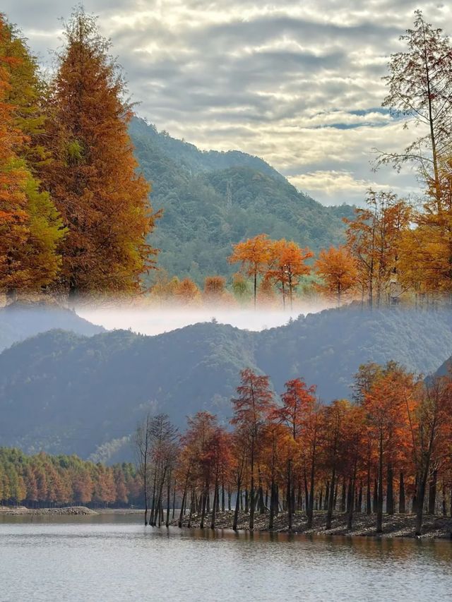 我的寧國紅杉林賞秋手記 我的寧國紅杉林賞秋手記