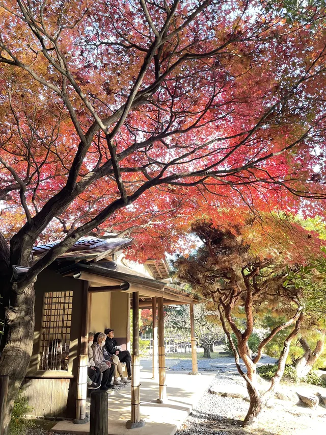 名古屋紅葉—白鳥庭園 名古屋紅葉—白鳥庭園