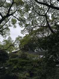 重慶散步|十一月依舊翠綠的鵝嶺公園