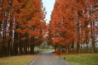 還用去擠白鷺灣?人少景美的水杉秘境!