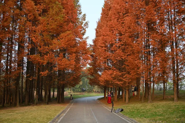 還用去擠白鷺灣?人少景美的水杉秘境! 還用去擠白鷺灣?人少景美的水杉秘境!