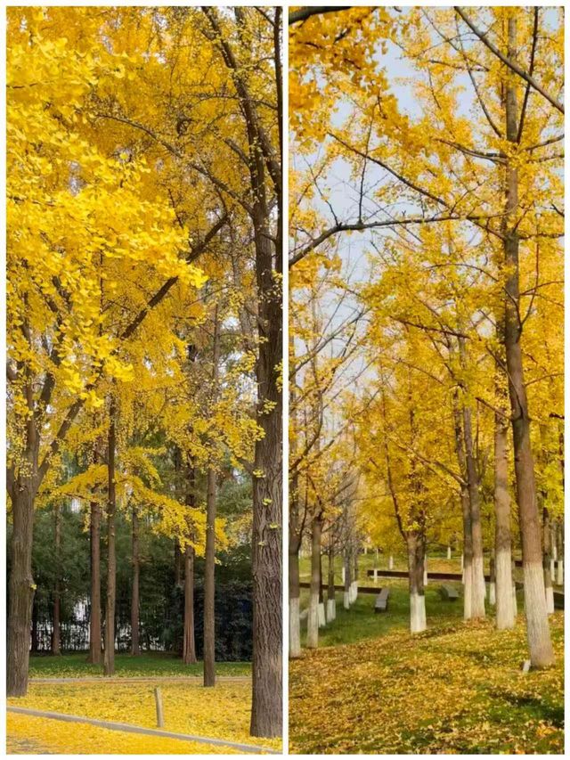 地鐵直達|今年最喜歡的銀杏林出現了,封神級的金色童話世界 地鐵直達|今年最喜歡的銀杏林出現了,封神級的金色童話世界