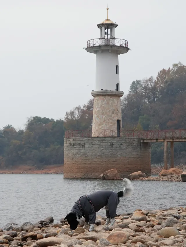 小狗和小馬一起低頭可愛鼠了！