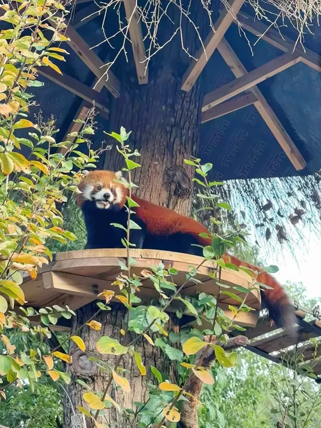 玩瘋了 | 兩天一夜龍之夢也太快樂了吧！