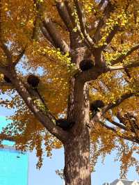 魔都秋日秘境大寧公園的絕美森林太出片了!