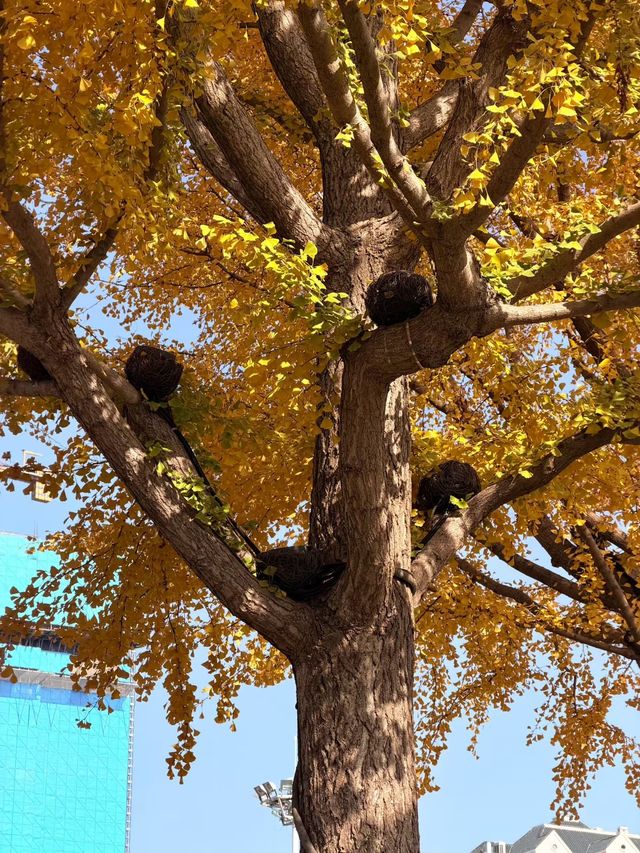 魔都秋日秘境大寧公園的絕美森林太出片了! 魔都秋日秘境大寧公園的絕美森林太出片了!