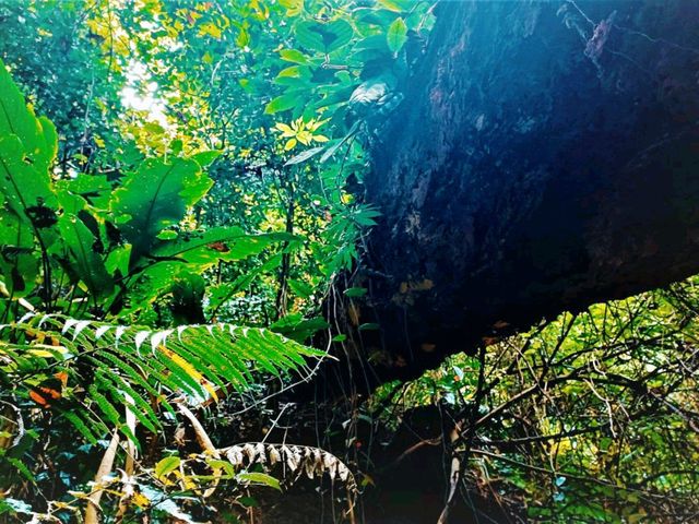 Ultimate List of Vietnam Jungle Tracks: Dive into The Evergreen World Ultimate List of Vietnam Jungle Tracks: Dive into The Evergreen World