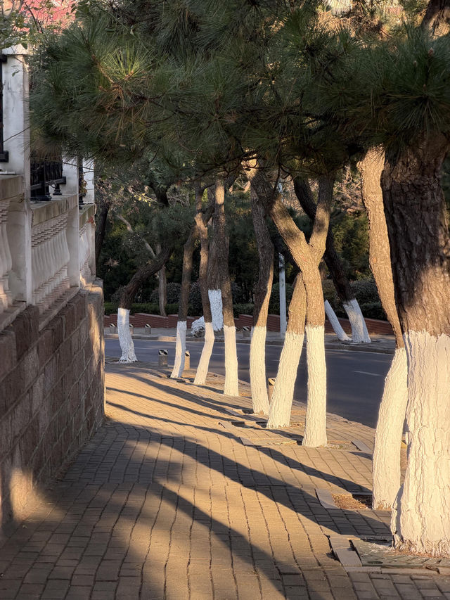 青島冬日Seawalk新路線太平角公園拍照攻略Get! 青島冬日Seawalk新路線太平角公園拍照攻略Get!