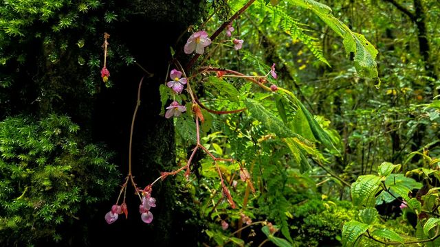 徒步在真正的天然氧吧之中~ 徒步在真正的天然氧吧之中~