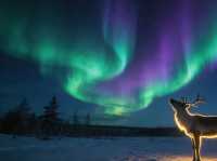 Mohe’s Northern Lights: China’s Only Arctic Light Show You Can’t Miss!