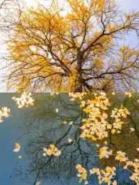 去逍遙津務必上逍遙閣中式秋景太絕了