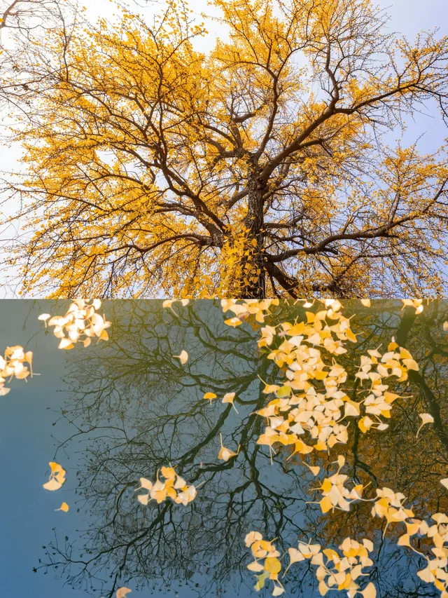 去逍遙津務必上逍遙閣中式秋景太絕了 去逍遙津務必上逍遙閣中式秋景太絕了