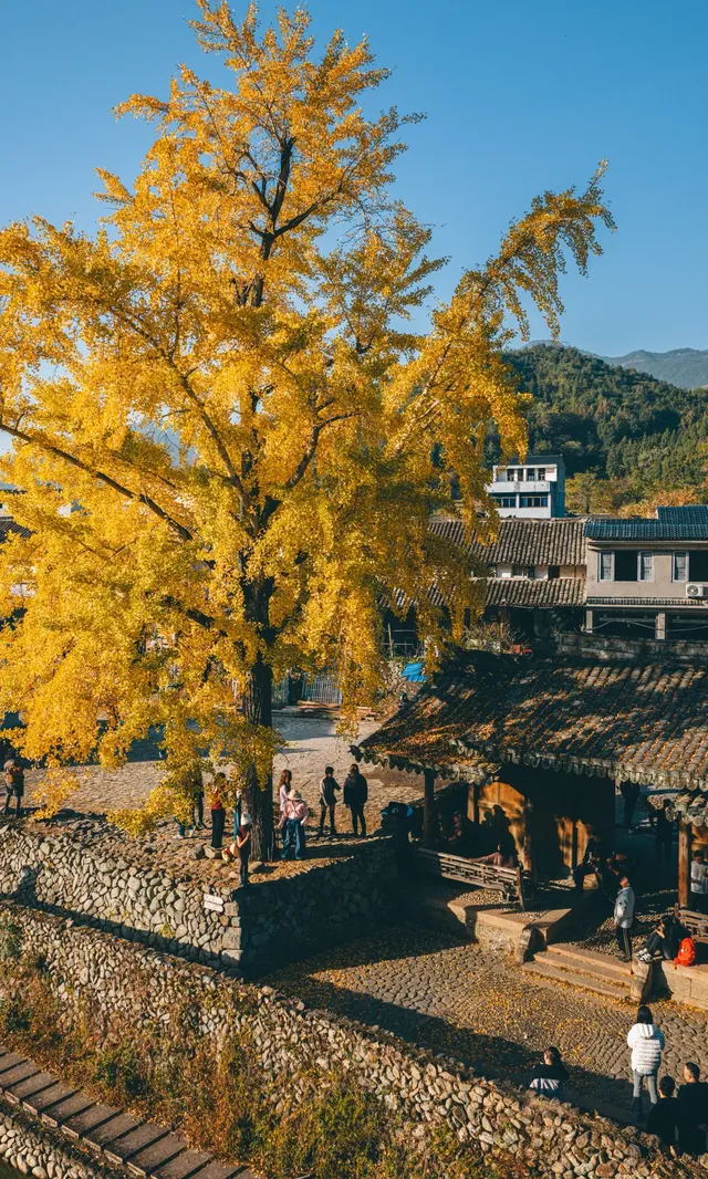 溫州這個古村的百年銀杏已到最佳觀賞期~ 溫州這個古村的百年銀杏已到最佳觀賞期~