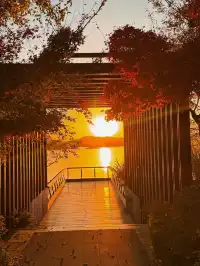 落葉倒數計時!千島湖落日金葉,衝就對了!