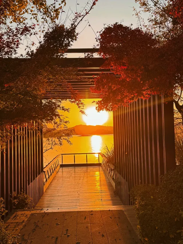 落葉倒數計時!千島湖落日金葉,衝就對了! 落葉倒數計時!千島湖落日金葉,衝就對了!