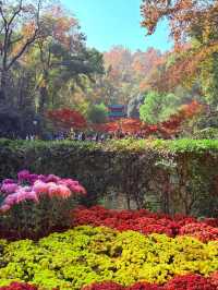 美到失語嶽麓山的絕美楓葉季來啦!