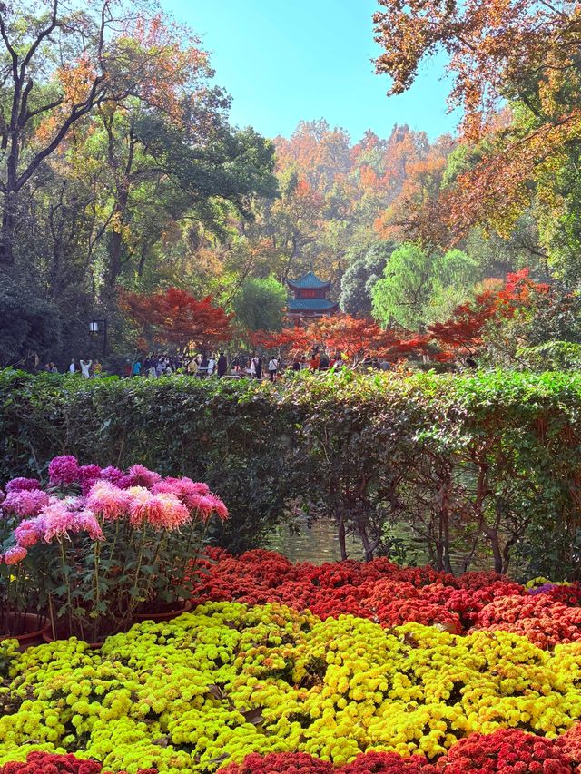 美到失語嶽麓山的絕美楓葉季來啦! 美到失語嶽麓山的絕美楓葉季來啦!