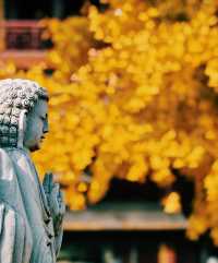 深秋遍地|滬上朱家角|報國寺