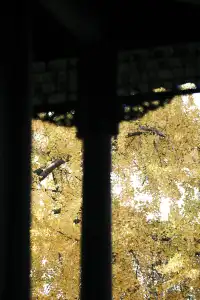 不要錯過揚州看銀杏的時節