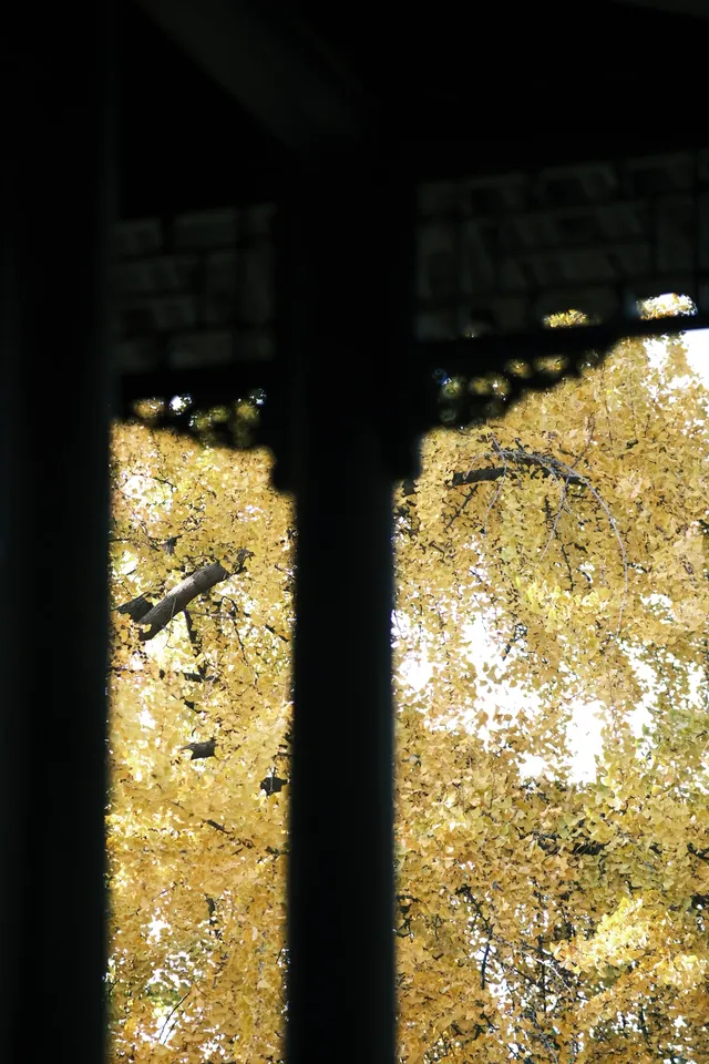 不要錯過揚州看銀杏的時節 不要錯過揚州看銀杏的時節