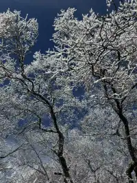 12月及1月來郴州莽山的！存下吧超全的！