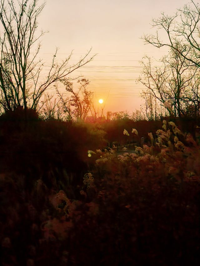 蘆雪搖冬,野趣沔青 蘆雪搖冬,野趣沔青